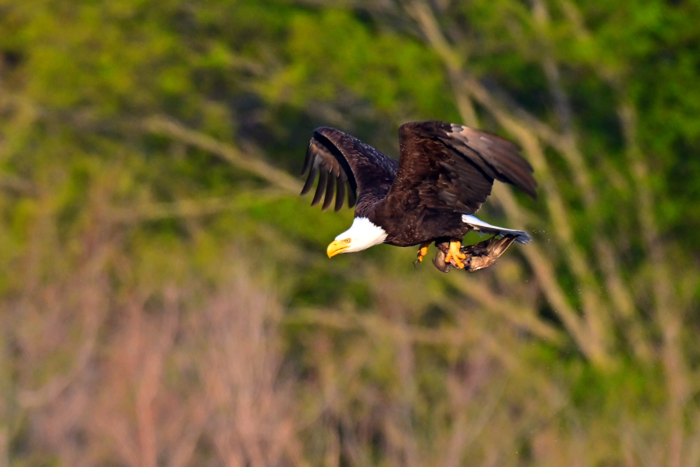 Bald Eagle Bald Eagle